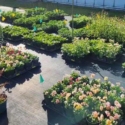 thumbnail for publication: Container Flowers for Central Florida: Trial Results and Recommendations